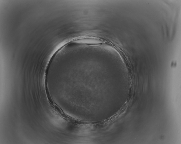 X0000096710100200802121234