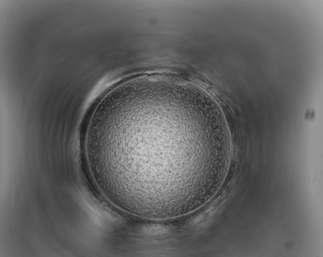 X0000096710198200802121233