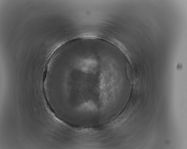 X0000096710385200802121230