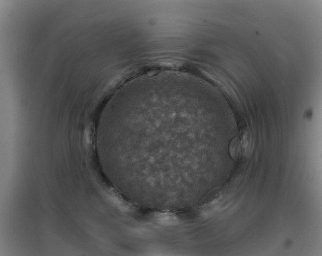 X0000096710424200802121229