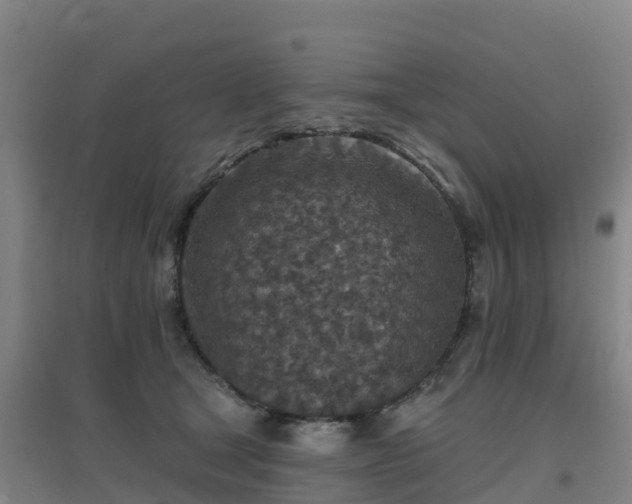 X0000096710465200802121229