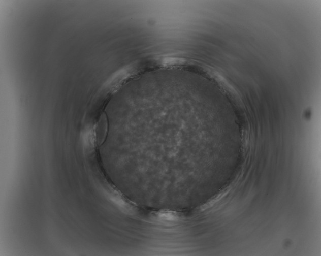 X0000096710475200802121229