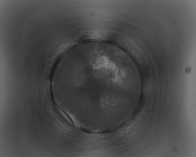 X0000096710689200802121225