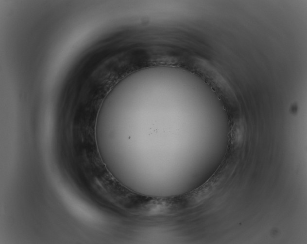 X0000096710764200802121225