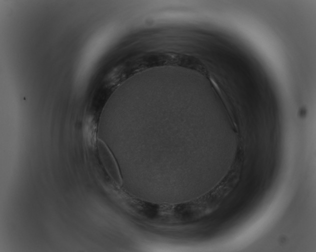 X0000096710766200802121225