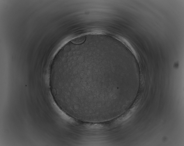 X0000096710851200802121223