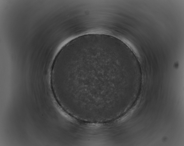 X0000096710854200802121224