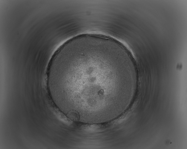 X0000096710879200802121223