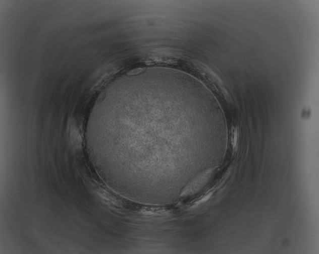 X0000096710915200802121222