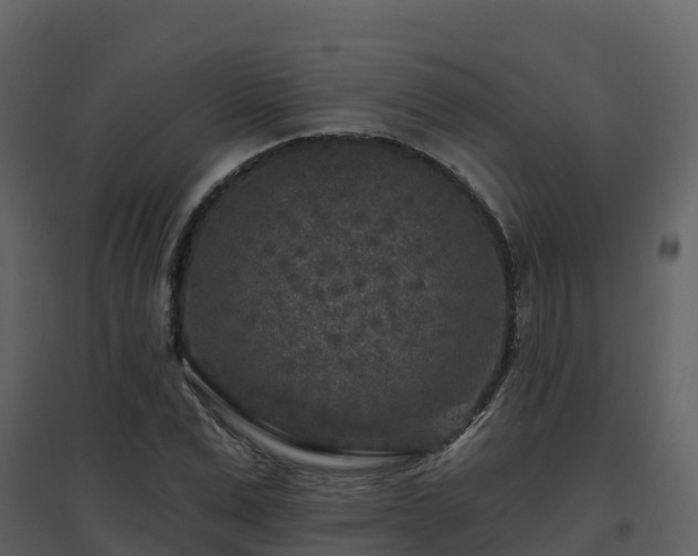 X0000096710975200802121221