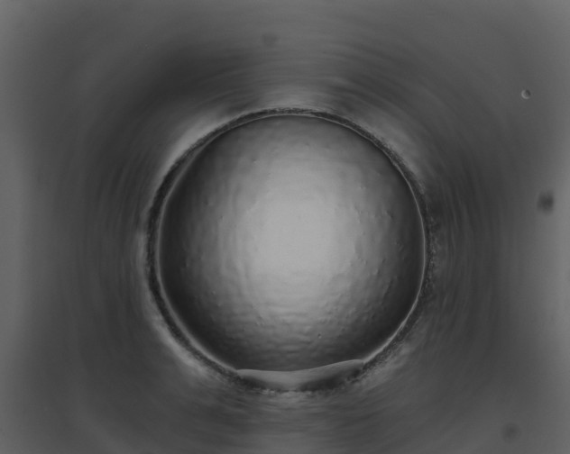 X0000096710991200802121221