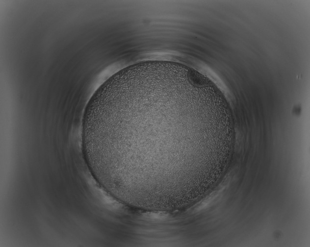 X0000096710994200802121221