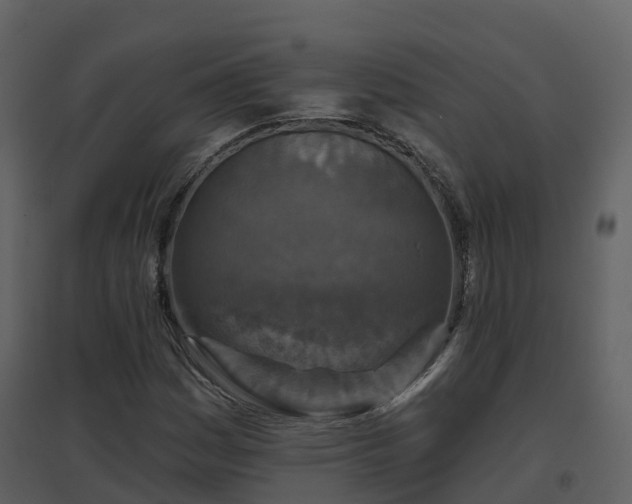 X0000096711161200802121219