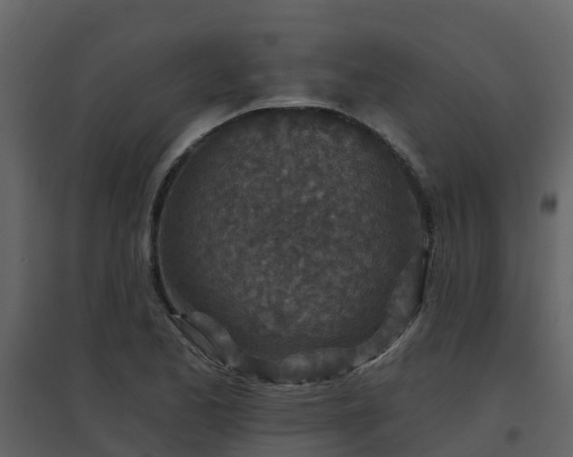 X0000096711173200802121218