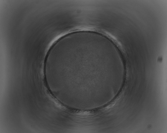 X0000096711174200802121218