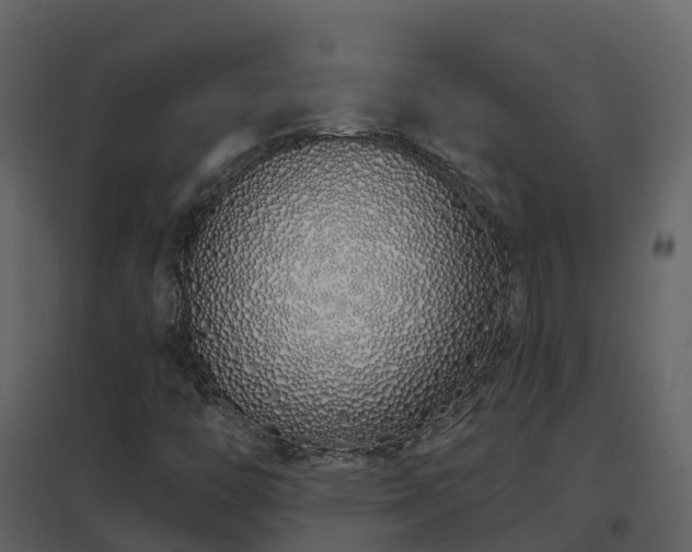 X0000096711446200802121214