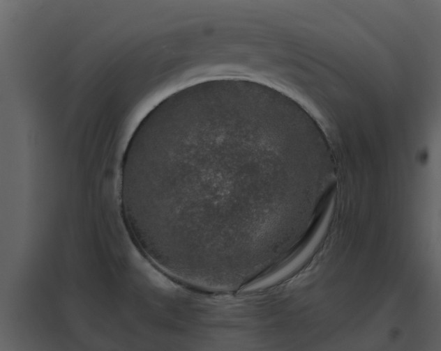 X0000096711527200802121214