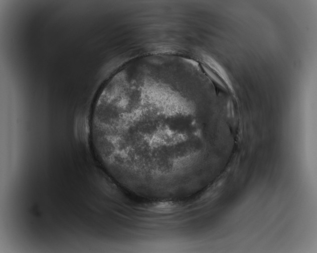 X0000096710059200802191516