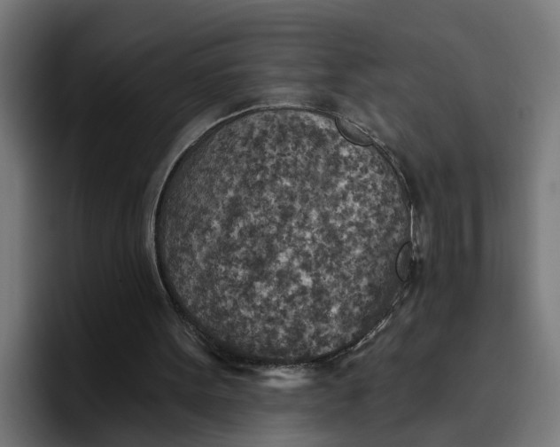 X0000096710099200802191516