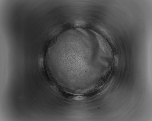 X0000096710269200802191514