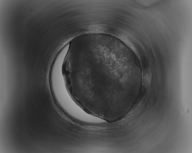 X0000096710389200802191512