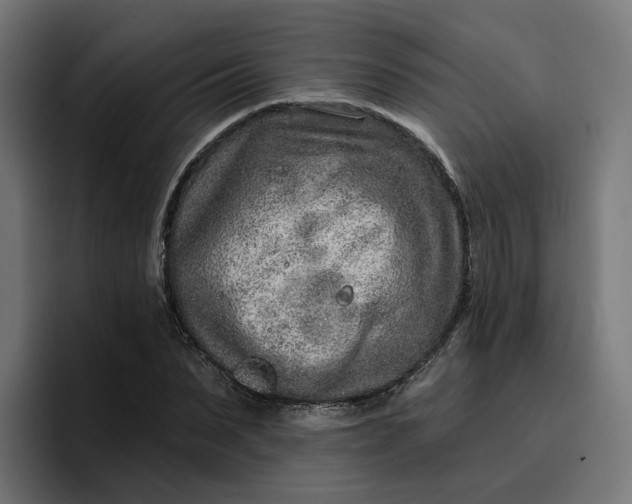 X0000096710879200802191506