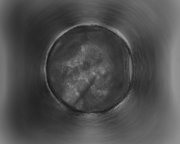 X0000096710943200802191505