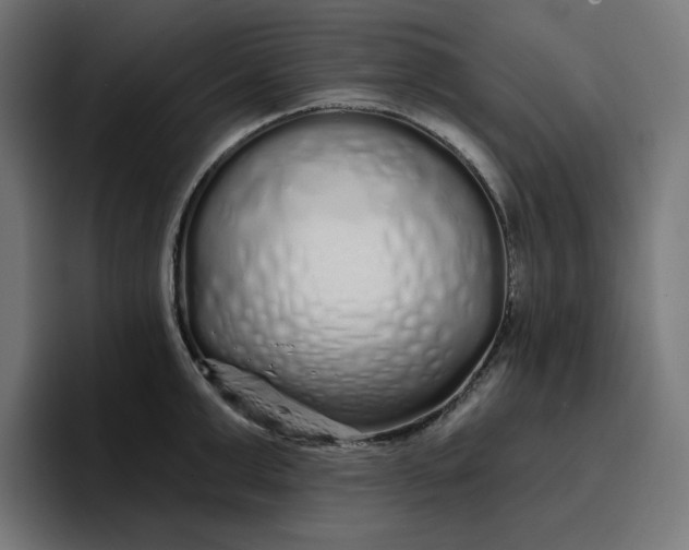 X0000096710999200802191504