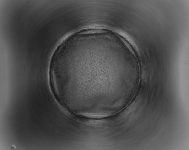 X0000096711237200802191502