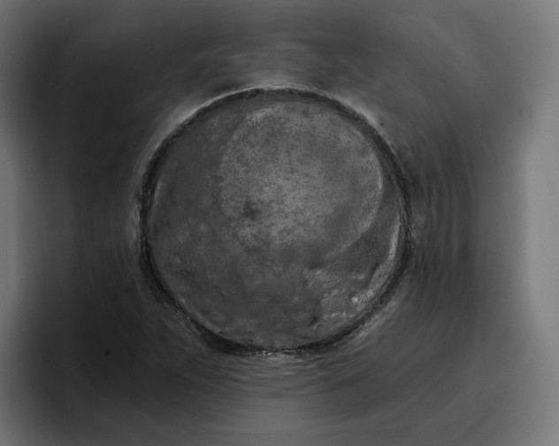 X0000096711263200802191501