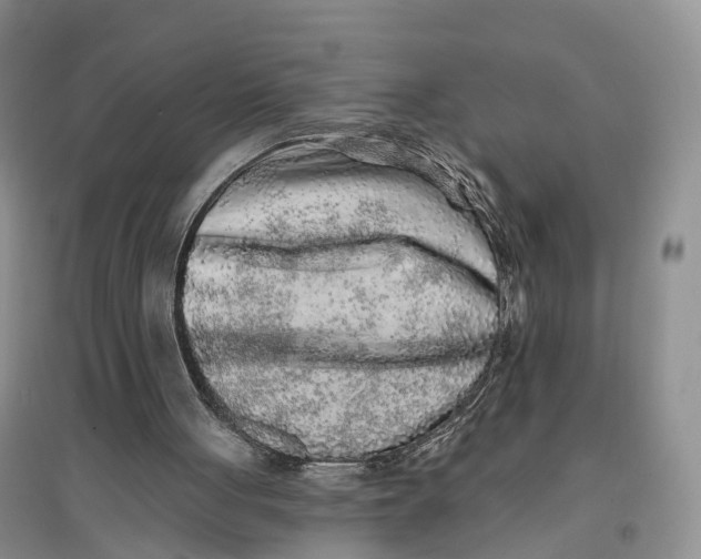 X0000096710051200802261639