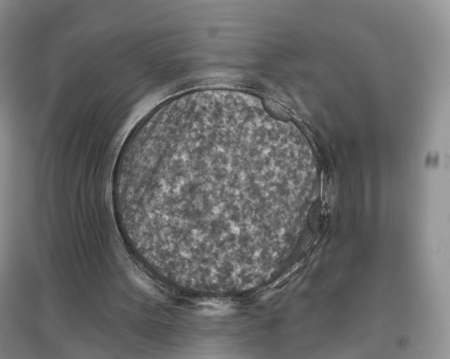 X0000096710099200802261639