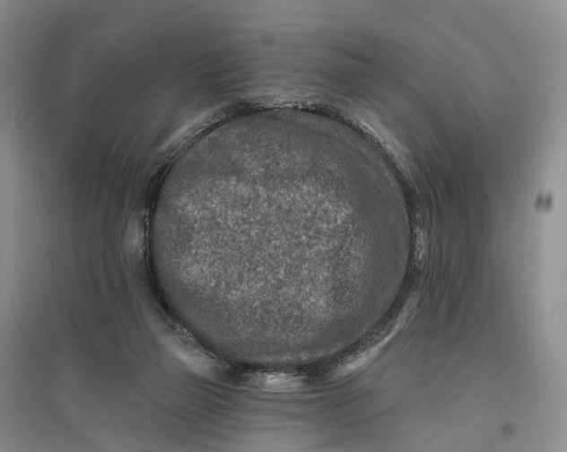 X0000096710165200802261638