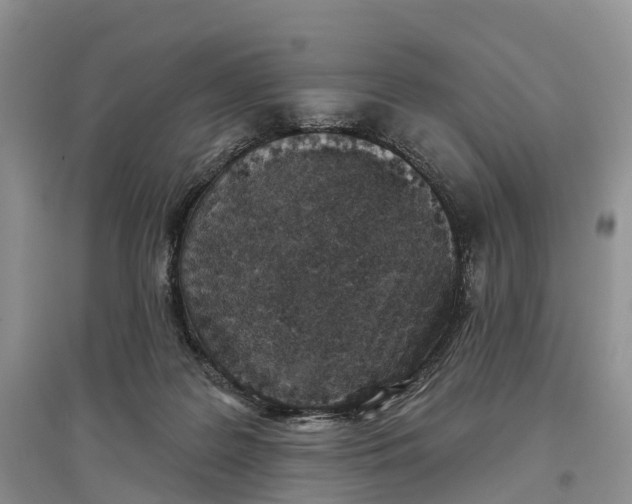 X0000096710219200802261637