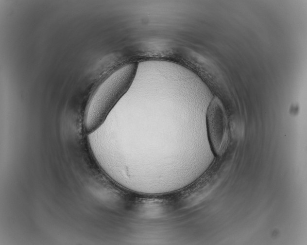 X0000096710268200802261636