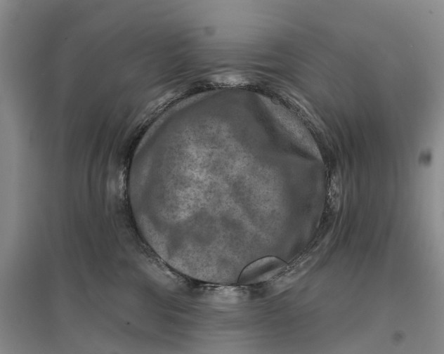 X0000096710330200802261635