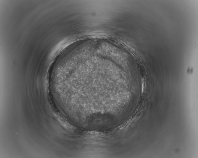 X0000096710339200802261634