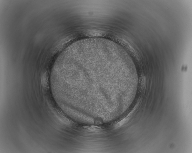 X0000096710359200802261634