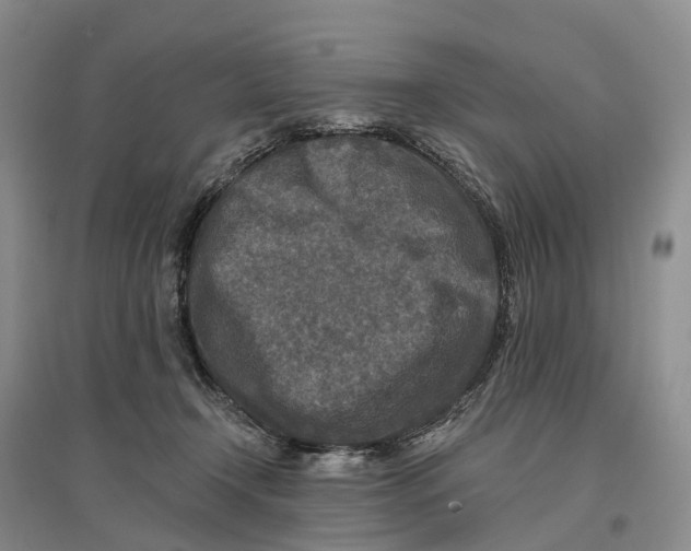 X0000096710366200802261635