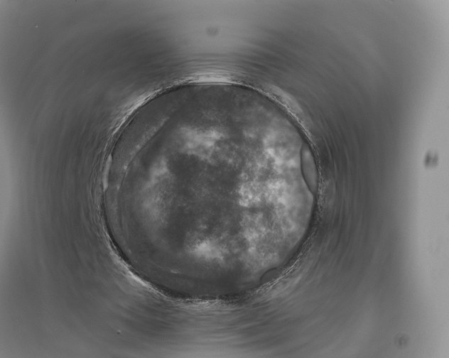 X0000096710385200802261634