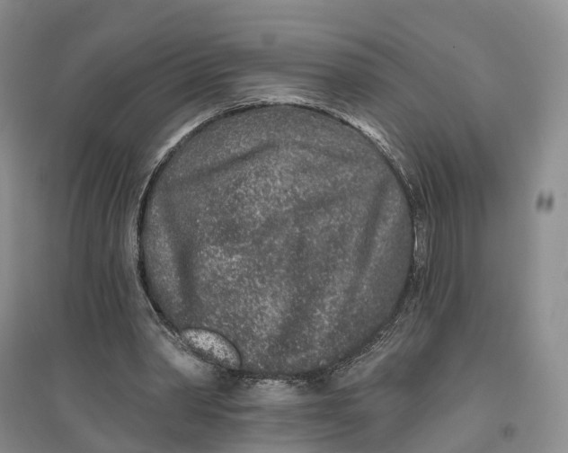 X0000096710390200802261634