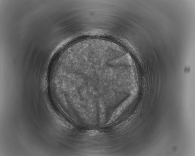 X0000096710392200802261634