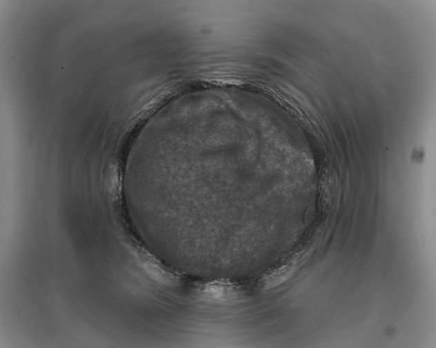 X0000096710420200802261634