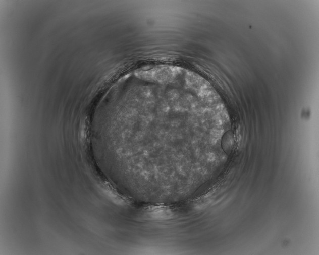 X0000096710424200802261634