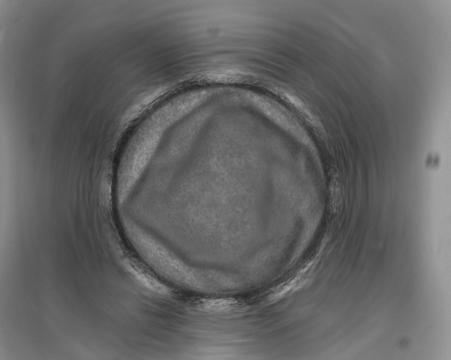 X0000096710446200802261633