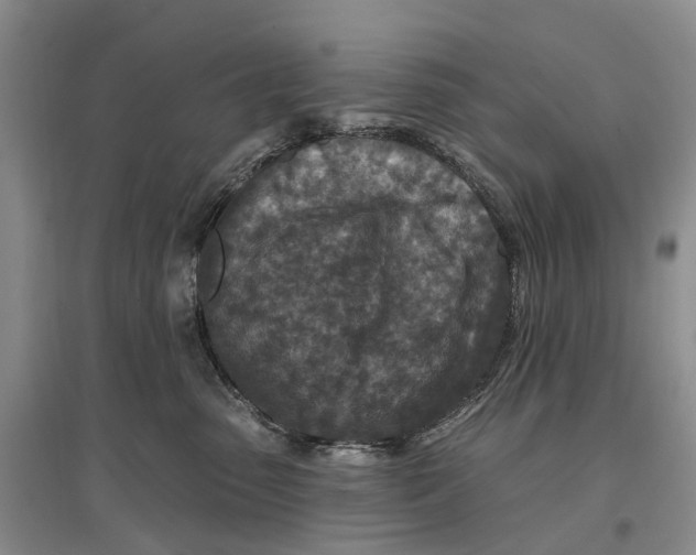 X0000096710475200802261633