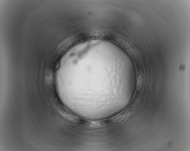 X0000096710623200802261630