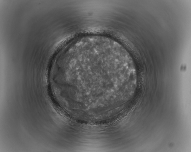 X0000096710640200802261630