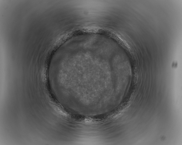 X0000096710641200802261630