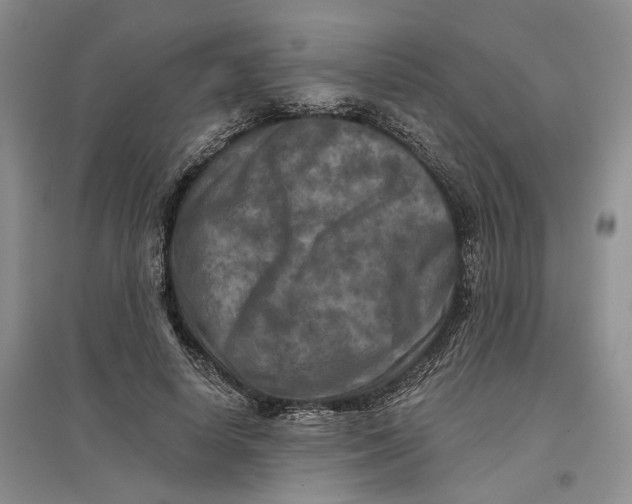 X0000096710642200802261630